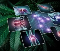 Cannabis médical et fibromyalgie: réduit la douleur chez 70% des patients selon une nouvelle étude