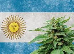Légalisation du cannabis en Argentine : une proposition qui relance le débat sur la santé, l’environnement et le développement durable