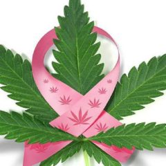 Cancer du sein : un récepteur du cannabis freine la diffusion