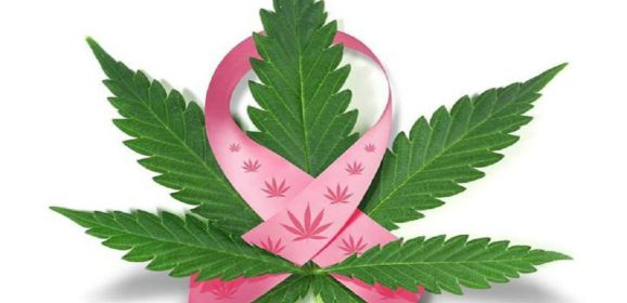 Cancer du sein : un récepteur du cannabis freine la diffusion