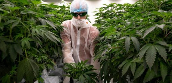 Aux Pays-Bas, les patients consommateurs de cannabis risquent de manquer de médicaments pendant 10 mois, et beaucoup n&rsquo;ont « aucune alternative thérapeutique »
