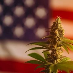 Les autorités de l&rsquo;État de New York approuvent un programme d&rsquo;essais cliniques sur le cannabis médical utilisant une solution orale de THC pour traiter la douleur chronique liée à la sciatique